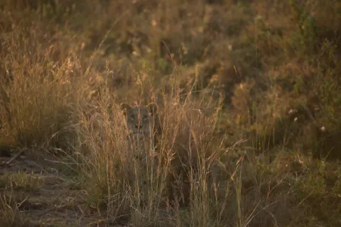 Tall golden grass with a small animal partly concealed near the centre.