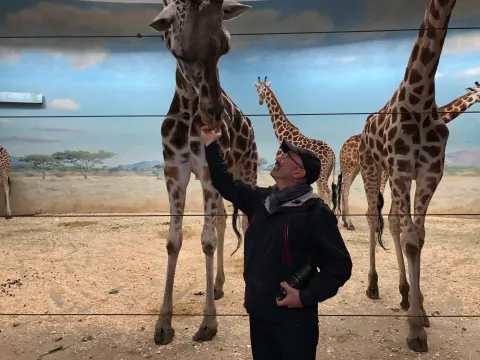 A person reaching toward a giraffe among several giraffes on a beach.