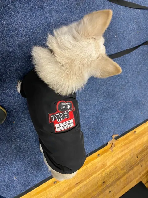 A small dog wearing a black jacket, viewed from above.