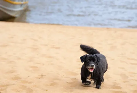 A black dog running along a sandy river beach.