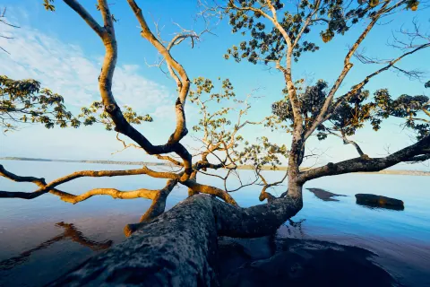 A twisting tree growing over rocks beside still river water.