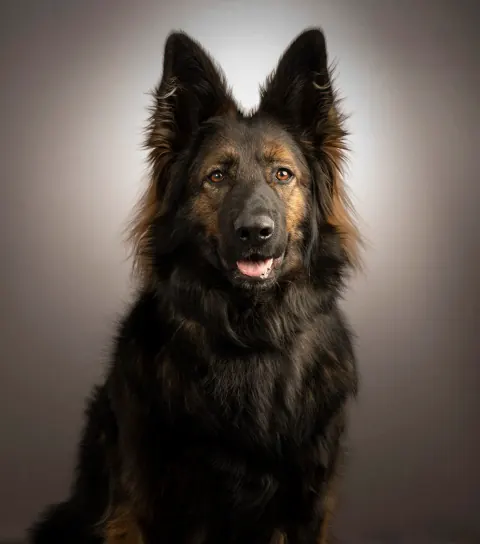 A long-haired black dog sitting against a grey studio backdrop.