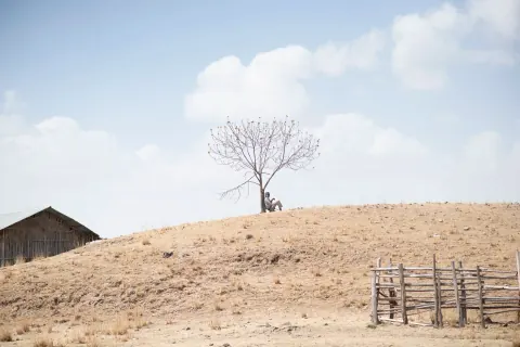 A bare tree and low building on a dry hillside beneath a pale blue sky.